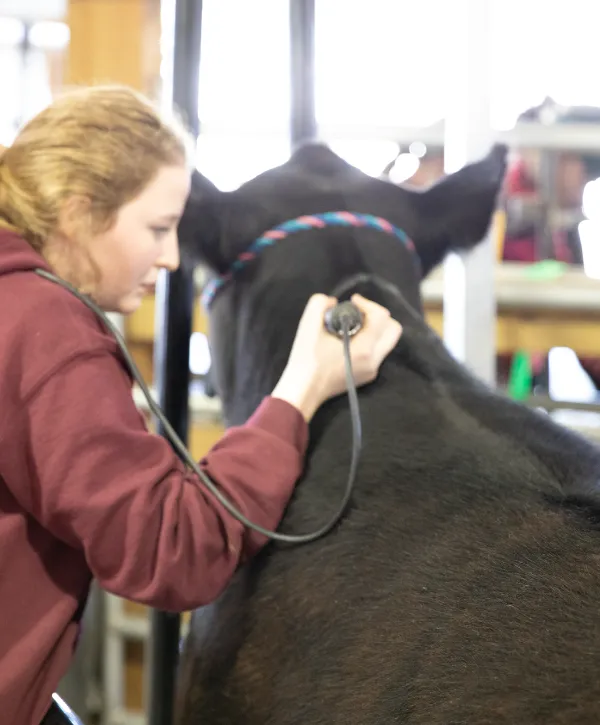 Woman clipping hair of a black cow